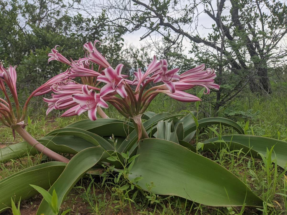 פאלאבורווה Tingala Lodge - Bed In The Bush מראה חיצוני תמונה